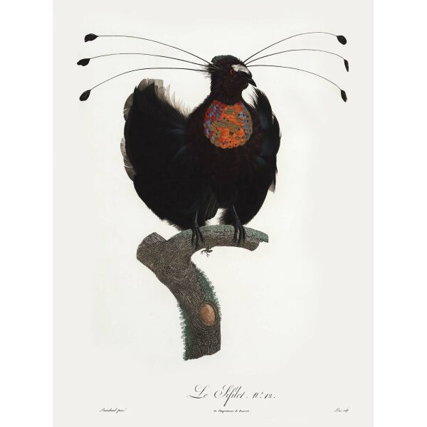 Levaillant - Histoire naturelle des Oiseaux de Paradis - Le Sifilet. François Levaillant and Jacques Barraband collaborated on the world’s best-known natural history work