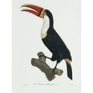 Levaillant - Toucans - Le Cocan à collier jaune