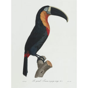 Levaillant - Toucans - Le grand Toucan à gorge rouge.