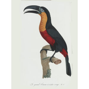 Levaillant - Toucans - Le grand Toucan à ventre rouge.