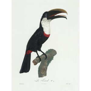Levaillant - Toucans - Le Tocard. François Levaillant and Jacques Barraband collaborated on the world’s best-known natural history work