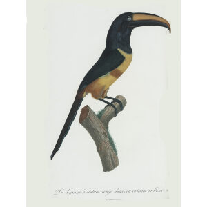 Levaillant - Toucans - L'Aracari à ceinture rouge dans ses extreme vielesse.