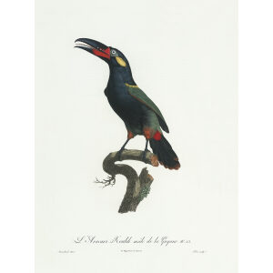 Levaillant - Toucans - L'Aracari Koulik mâle de la Guyane.
