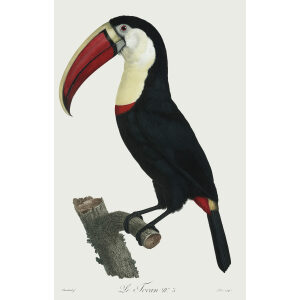 Levaillant - Toucans - Le Toucan. François Levaillant and Jacques Barraband collaborated on the world’s best-known natural history work