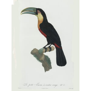 Levaillant - Toucans - Le petit Toucan à ventre rouge.