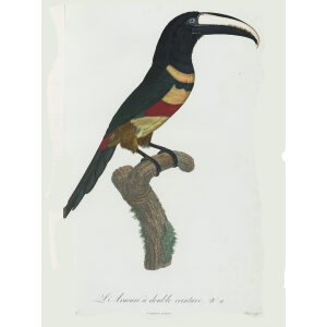Levaillant - Toucans - L'Aracari à double couleurs.