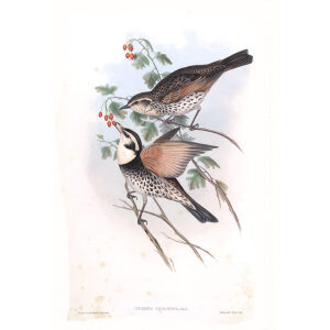 Gould - Asia 3 - 01 Clouded Thrush