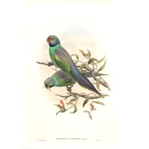 John Gould. Birds of Asia. Volume 6. Giclee print