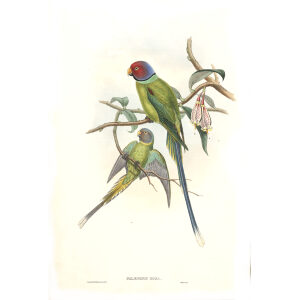 John Gould. Birds of Asia. Volume 6. Giclee print