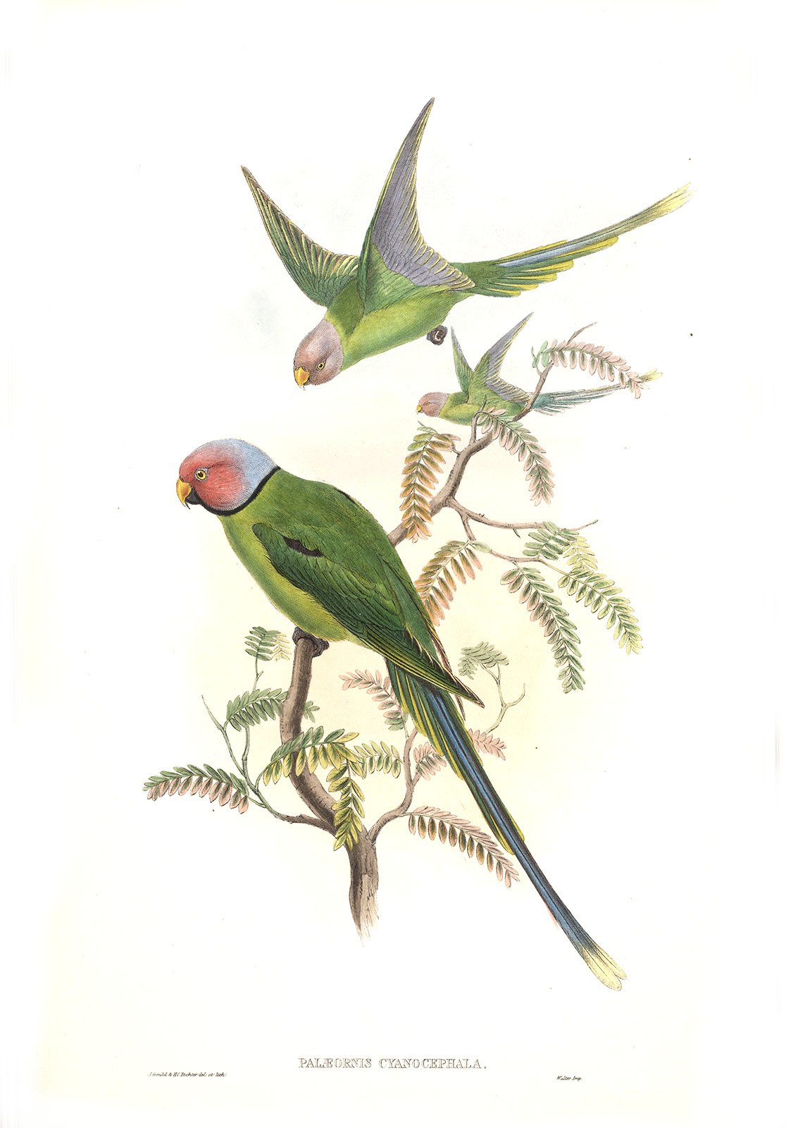 Burmese Parrakeet. John Gould. Birds of Asia. Volume 6. Giclee print