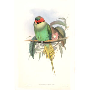 John Gould. Birds of Asia. Volume 6. Giclee print