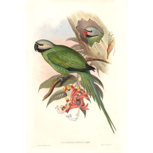 John Gould. Birds of Asia. Volume 6. Giclee print