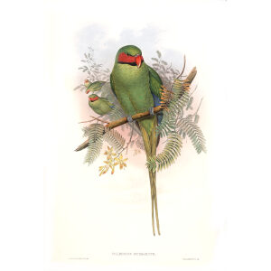 John Gould. Birds of Asia