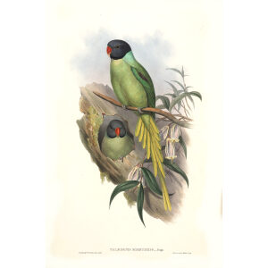John Gould. Birds of Asia. Volume 6. Giclee print