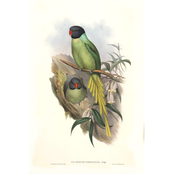 John Gould. Birds of Asia. Volume 6. Giclee print