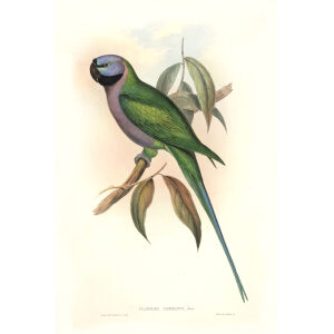 John Gould. Birds of Asia. Volume 6. Giclee print