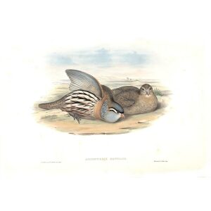 Gould - Asia 7 - 01 Bonham's Sand Partridge