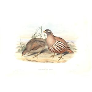 Gould - Asia 7 - Hey's Sand Partridge