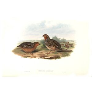 Gould - Asia 7 - 05 Argoondah Bush-Quail