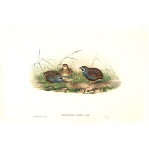 Gould - Asia 7 - Minute Quail