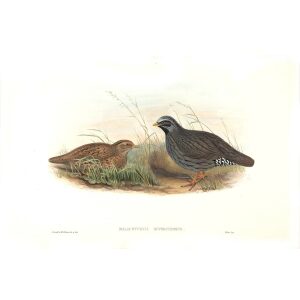 Gould - Asia 7 - Slate-coloured Partridge