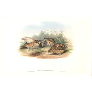 Gould - Asia 7 - Coromandel Quail