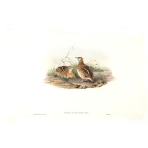 Gould - Asia 7 - Little Hemipode
