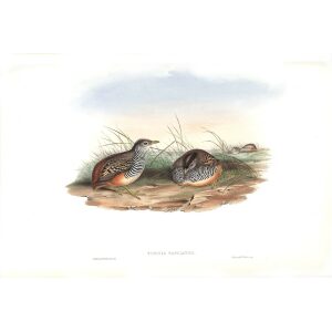 Gould - Asia 7 - Fasciated Hemipode