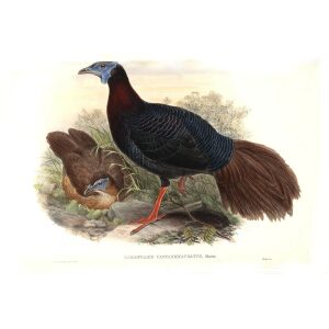 Gould - Asia 7 - 12 Chestnut-tailed Lobed Pheasant