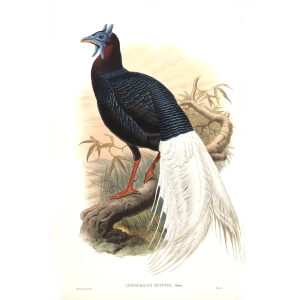Gould - Asia 7 - 13 Bulwer's Pheasant