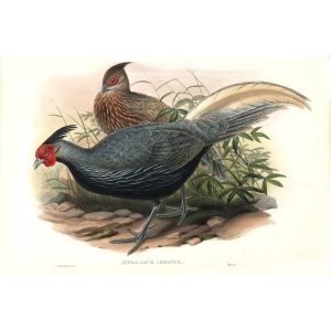 Gould - Asia 7 - Lineated Pheasant