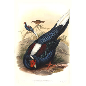 Gould - Asia 7 - Swinhoe's Fireback