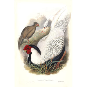 Gould - Asia 7 - Pencilled Pheasant