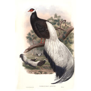 Gould - Asia 7 - 22 Chinese Crossoptilon