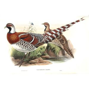 Gould - Asia 7 - Elliot's Pheasant