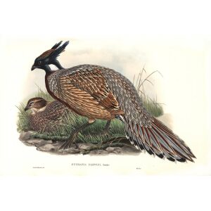 Gould - Asia 7 - Darwin's Pucras Pheasant