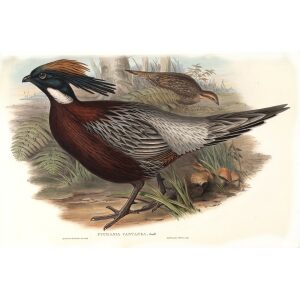 Gould - Asia 7 - Kafiristan Pucras Pheasant