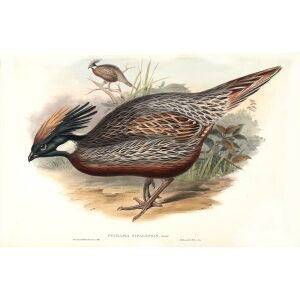 Gould - Asia 7 - Nepaul Pucras Pheasant