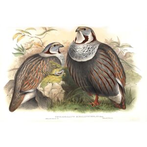 Gould - Asia 7 - Himalayan Snow-Partridge