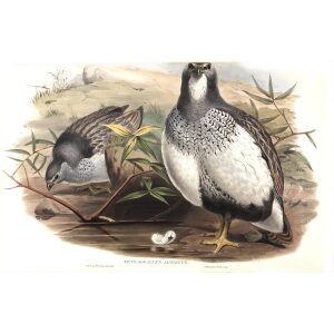 Gould - Asia 7 - 31 Altaic Snow-Partridge