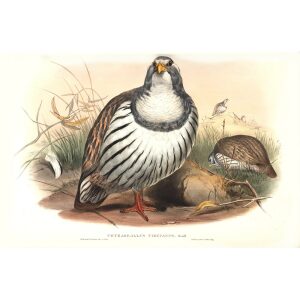 Gould - Asia 7 - Tibetan Snow-Partridge