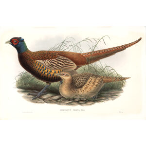 Gould - Asia 7 - Shaw's Pheasant