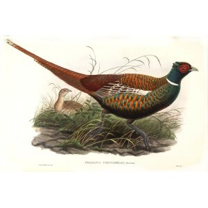 Gould - Asia 7 - Oxus Pheasant