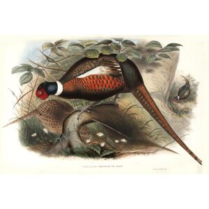 Gould - Asia 7 - Mongolian Pheasant
