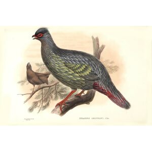 Gould - Asia 7 - Geoffroy's Francolin