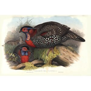 Gould - Asia 7 - Western Horned Pheasant
