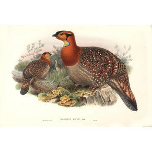 Gould - Asia 7 - 47 Blyth's Horned Pheasant