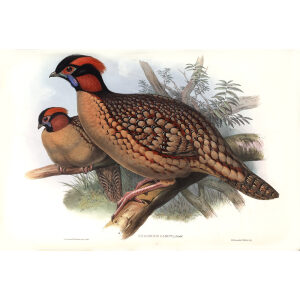 Gould - Asia 7 - Dr. Cabot's Horned Pheasant