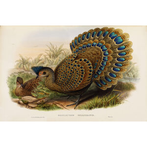 Gould - Asia 7 - Malayan Peacock Pheasant