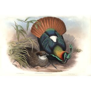 Gould - Asia 7 - Monal